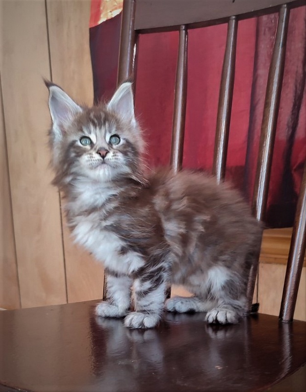 Emerald Monterini - Kitten maine-coon 1 month 3 weeks
