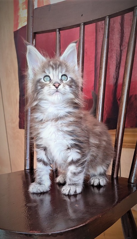Emerald Monterini - Kitten maine-coon 1 month 3 weeks