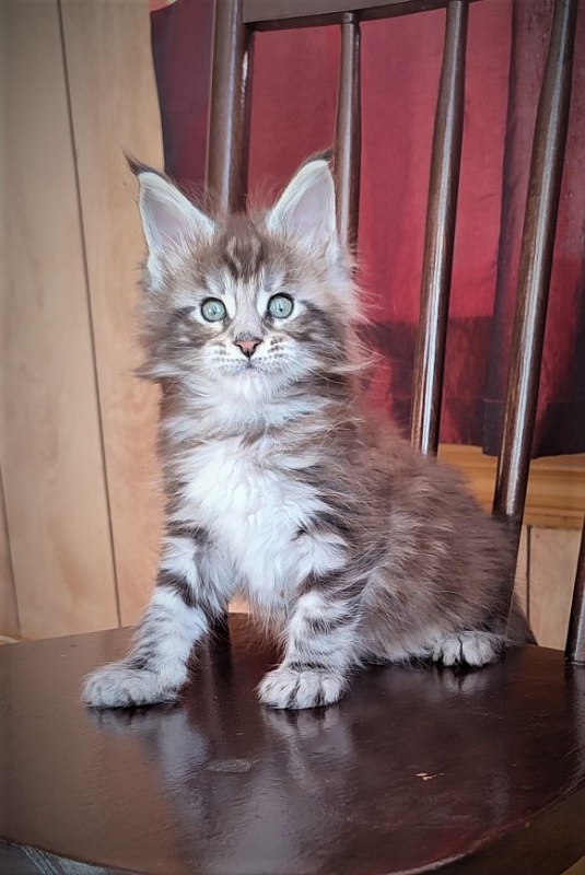 Emerald Monterini - Kitten maine-coon 1 month 3 weeks