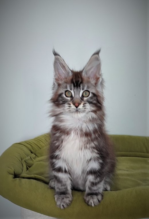 Emerald Monterini - Kitten maine-coon 3 months 2.5 weeks