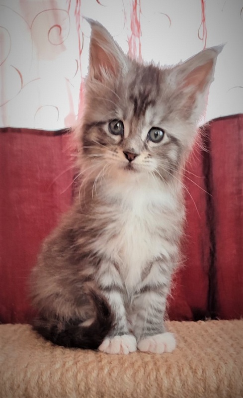 Eterra Monterini - Kitten maine-coon 1 month 2 weeks
