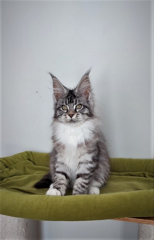 Eterra Monterini - Kitten maine-coon 3 months 2.5 weeks