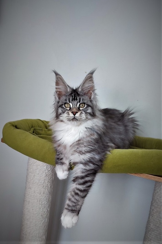 Eterra Monterini - Kitten maine-coon 3 months 2.5 weeks