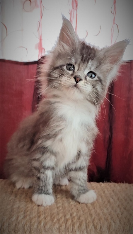 Eterra Monterini - Kitten maine-coon 1 month 2 weeks