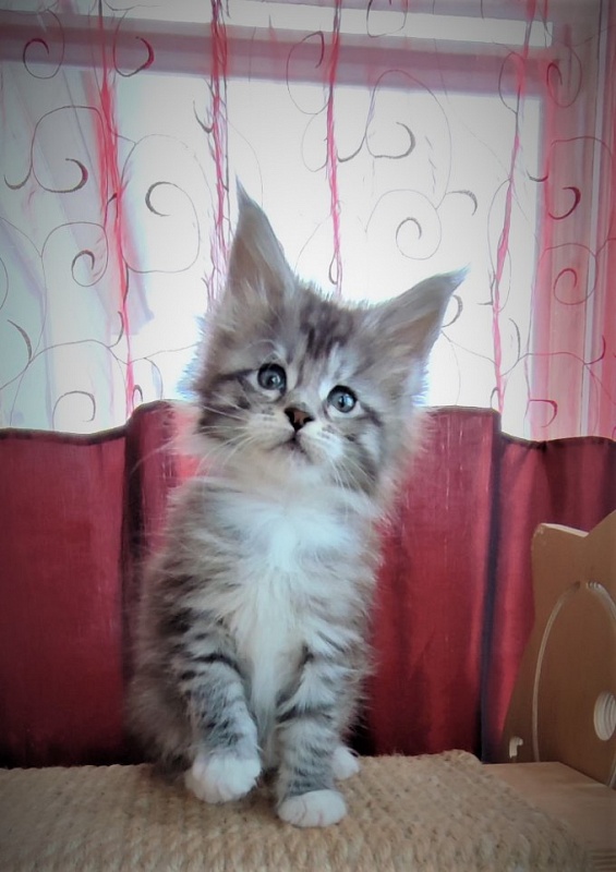 Eterra Monterini - Kitten maine-coon 1 month 2 weeks