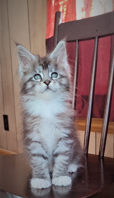 Eterra Monterini - Kitten maine-coon 1 month 3 weeks