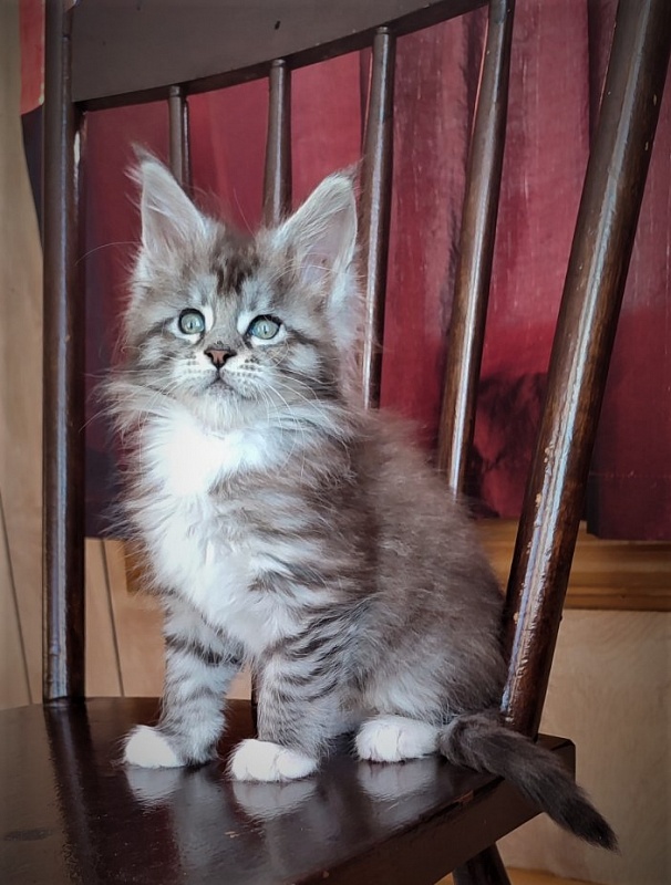 Eterra Monterini - Kitten maine-coon 1 month 3 weeks