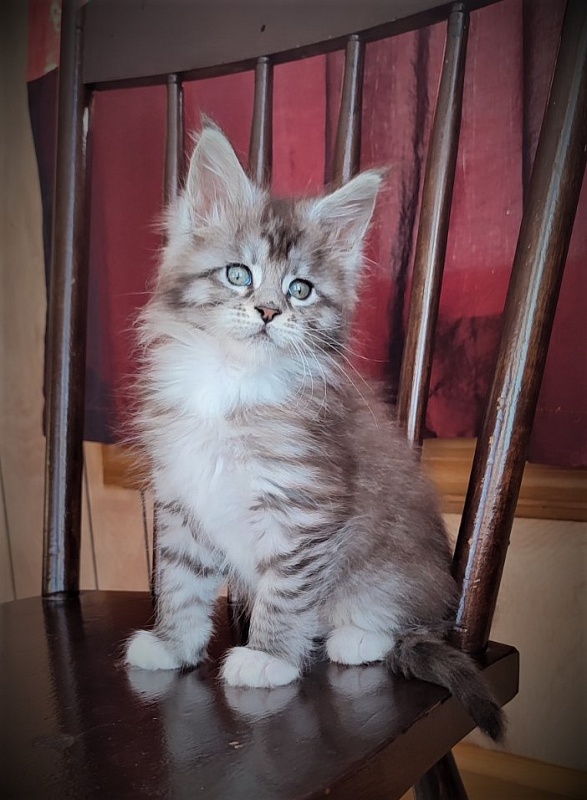 Eterra Monterini - Kitten maine-coon 1 month 3 weeks