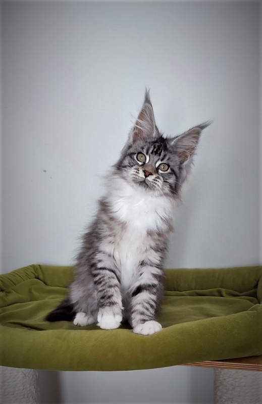 Eterra Monterini - Kitten maine-coon 3 months 2.5 weeks
