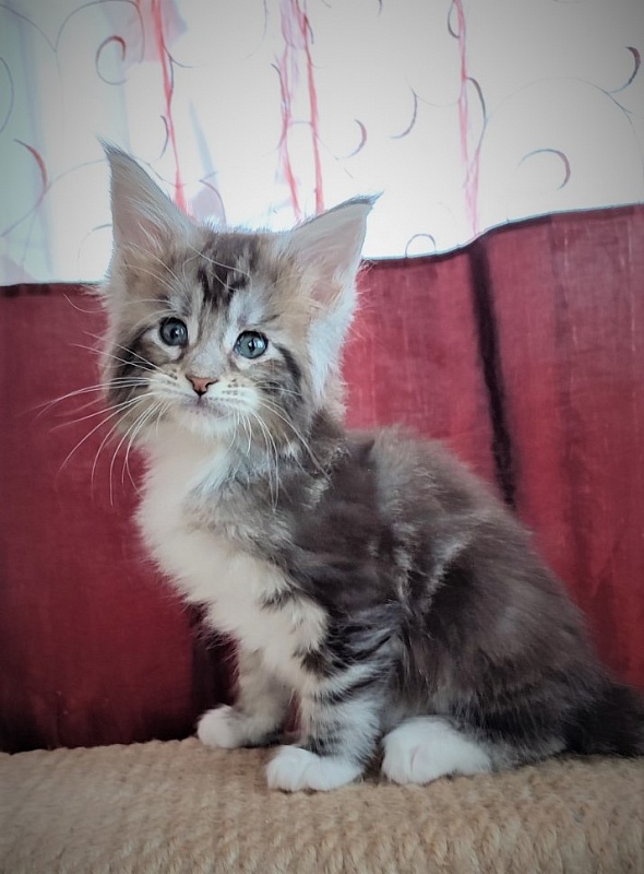 Evangelista Monterini - Kitten maine-coon 1 month 2 weeks