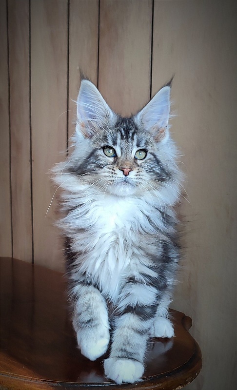 Evangelista Monterini - Kitten maine-coon 2 months 3.5 weeks