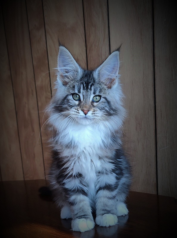 Evangelista Monterini - Kitten maine-coon 2 months 3.5 weeks