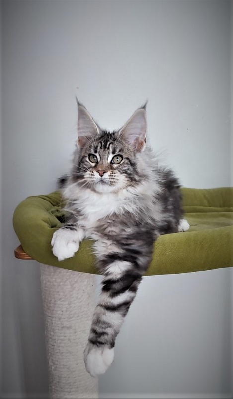 Evangelista Monterini - Kitten maine-coon 3 months 2.5 weeks