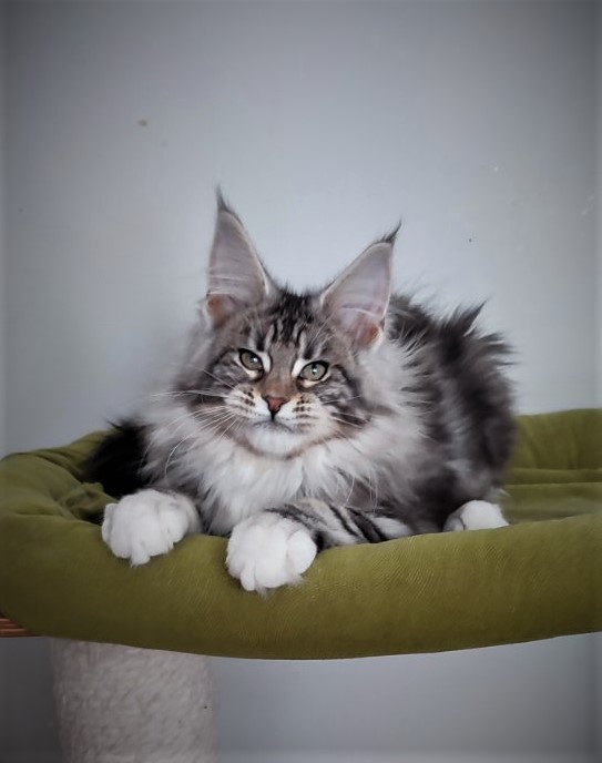 Evangelista Monterini - Kitten maine-coon 3 months 2.5 weeks