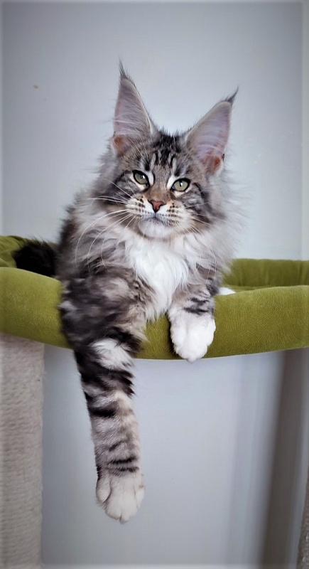 Evangelista Monterini - Kitten maine-coon 3 months 2.5 weeks
