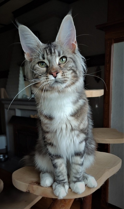 Evangelista Monterini - Junior maine-coon 8 months 4 weeks