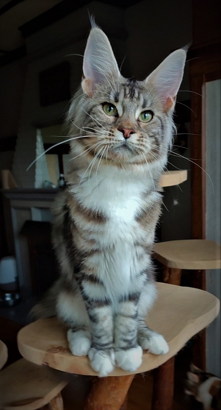 Evangelista Monterini - Junior maine-coon 8 months 4 weeks