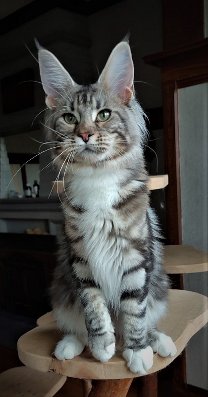 Evangelista Monterini - Junior maine-coon 8 months 4 weeks