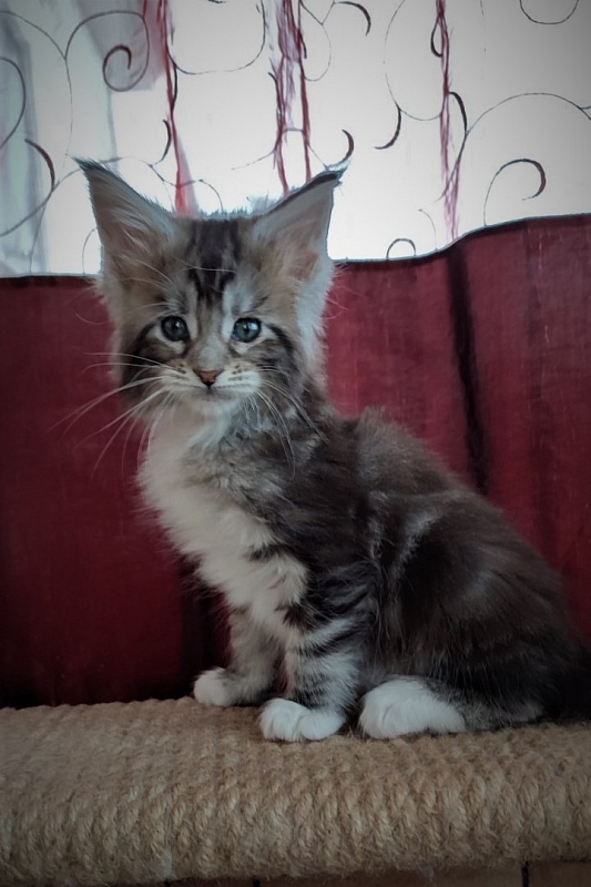 Evangelista Monterini - Kitten maine-coon 1 month 2 weeks