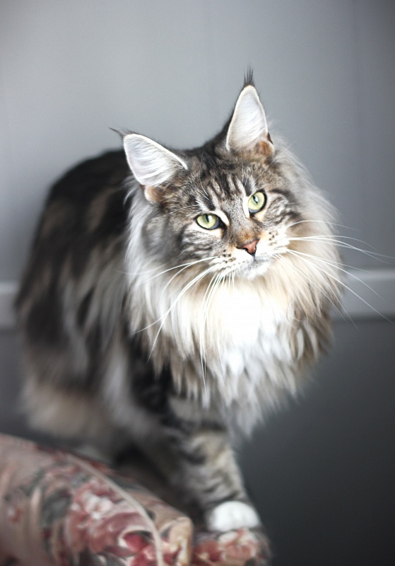 Evangelista Monterini - Adult maine-coon 1 year 1 month 3 weeks
