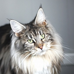 Evangelista Monterini