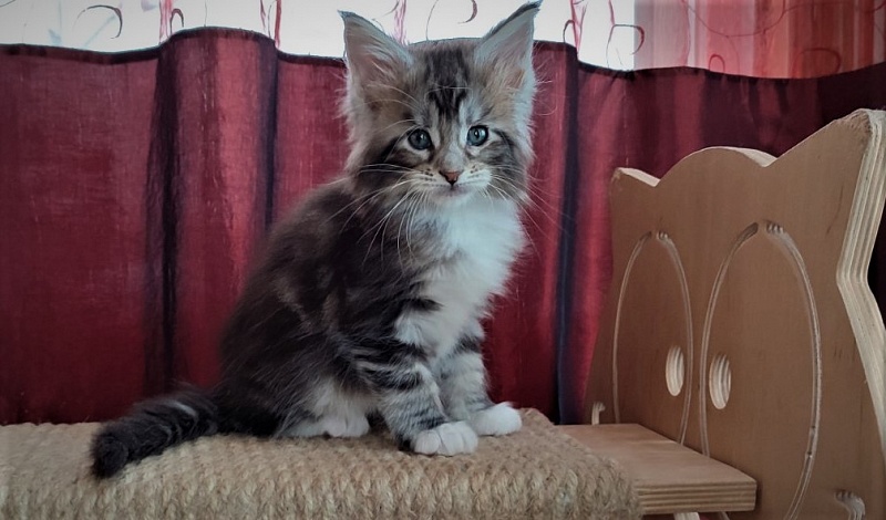 Evangelista Monterini - Kitten maine-coon 1 month 2 weeks