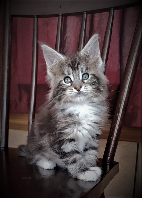 Evangelista Monterini - Kitten maine-coon 1 month 3 weeks