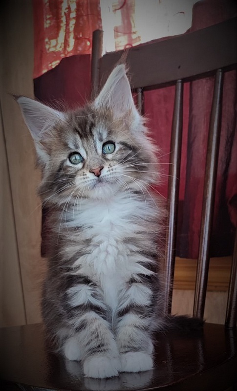 Evangelista Monterini - Kitten maine-coon 1 month 3 weeks