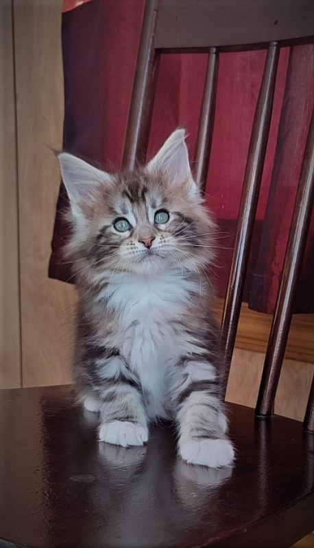 Evangelista Monterini - Kitten maine-coon 1 month 3 weeks