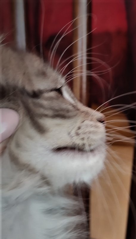 Evangelista Monterini - Kitten maine-coon 2 months 3.5 weeks