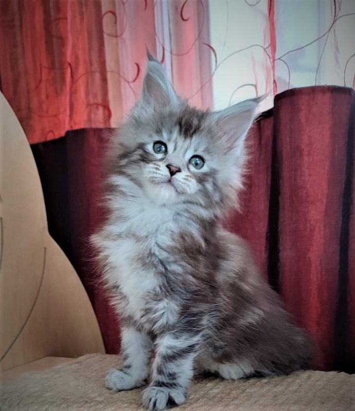 UA*Enola Monterini - Kitten maine-coon 1 month 2 weeks
