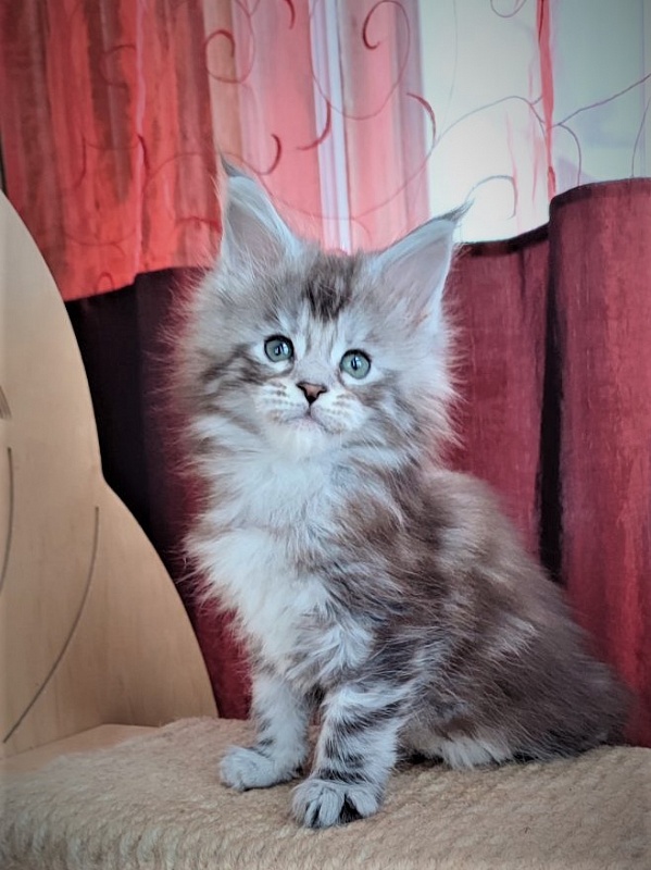UA*Enola Monterini - Kitten maine-coon 1 month 2 weeks