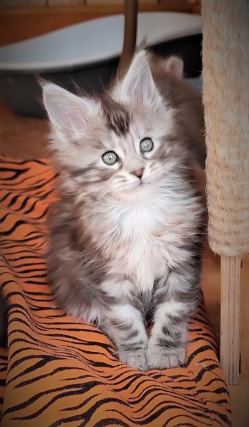 UA*Enola Monterini - Kitten maine-coon 1 month 3 weeks