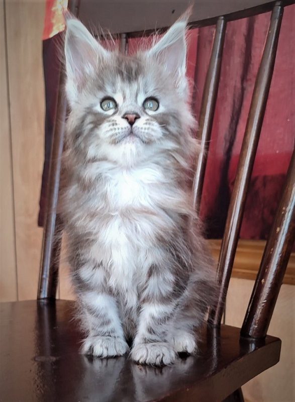 UA*Enola Monterini - Kitten maine-coon 1 month 3 weeks