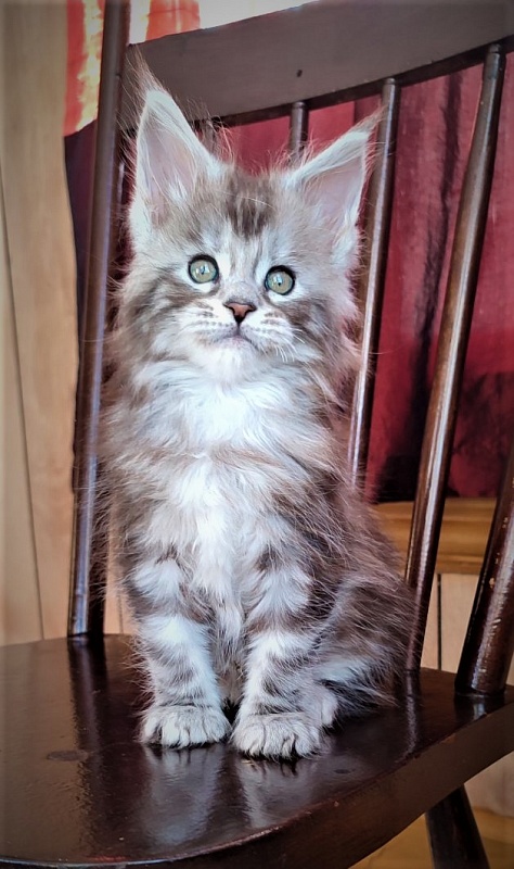 UA*Enola Monterini - Kitten maine-coon 1 month 3 weeks