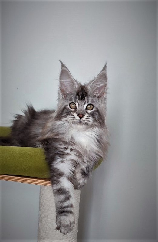 UA*Enola Monterini - Kitten maine-coon 3 months 2.5 weeks