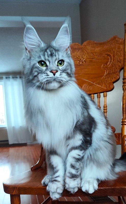 UA*Enola Monterini - Adult maine-coon 1 year 2 months
