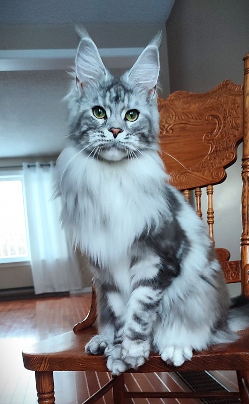 UA*Enola Monterini - Adult maine-coon 1 year 2 months