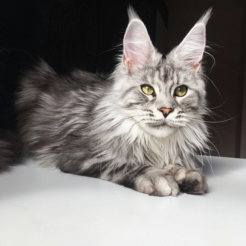 UA*Enola Monterini - Adult maine-coon 11 months 0.5 weeks