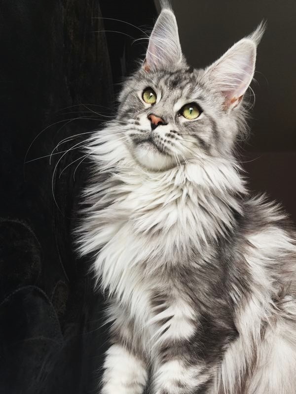 UA*Enola Monterini - Adult maine-coon 11 months 0.5 weeks