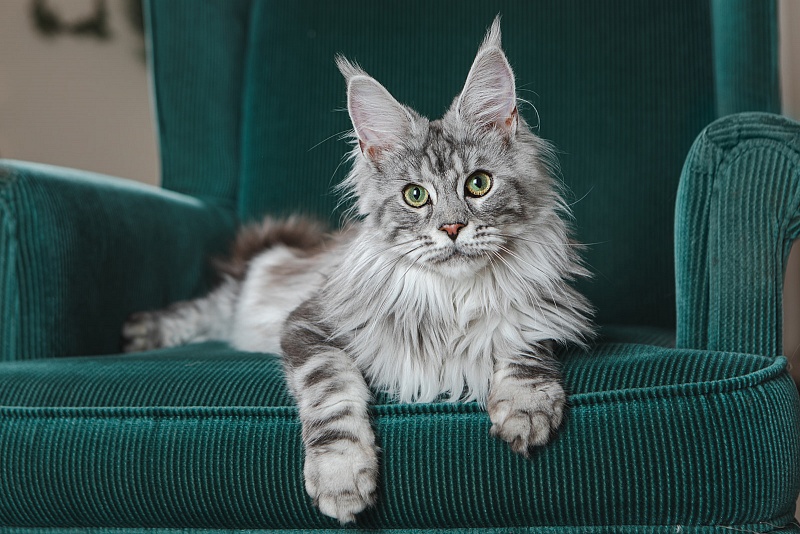 UA*Enola Monterini - Adult maine-coon 11 months 1 week