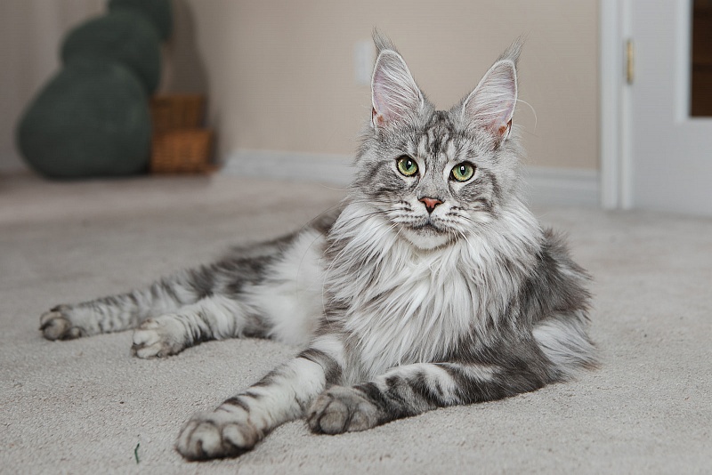 UA*Enola Monterini - Adult maine-coon 11 months 1 week
