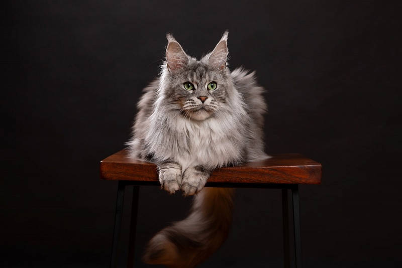 UA*Enola Monterini - Adult maine-coon 2 years 8 months