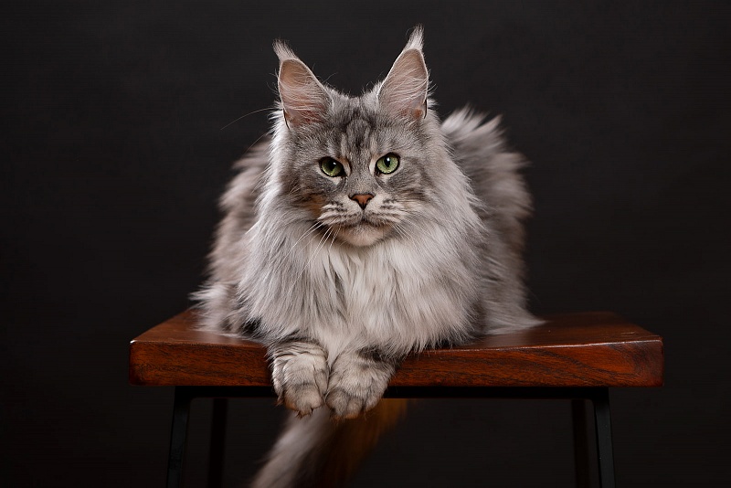UA*Enola Monterini - Adult maine-coon 2 years 8 months