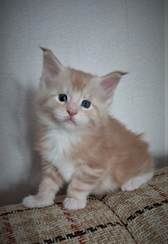 Fastiv  Monterini - Kitten maine-coon 4 weeks