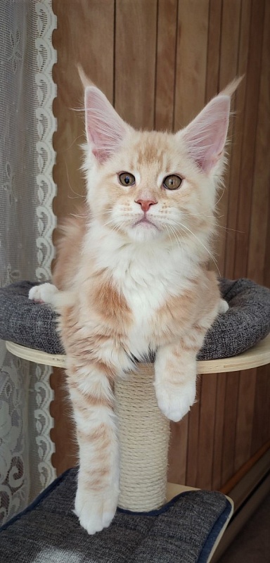 Fastiv  Monterini - Kitten maine-coon 2 months 3.5 weeks