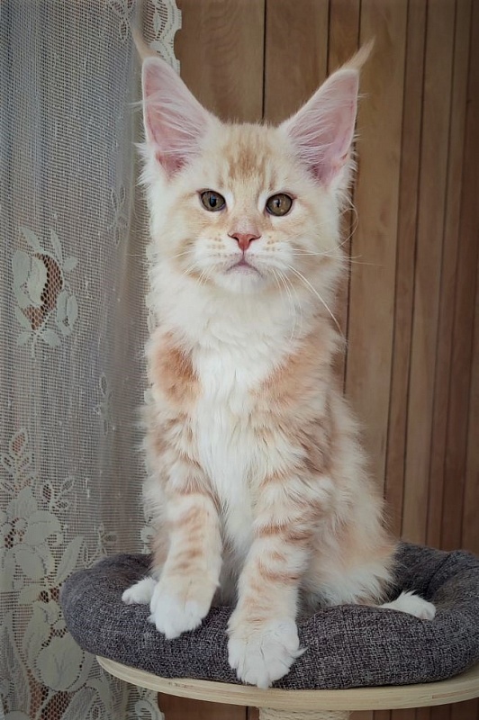 Fastiv  Monterini - Kitten maine-coon 2 months 3.5 weeks