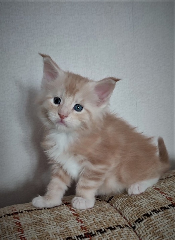 Fastiv  Monterini - Kitten maine-coon 4 weeks