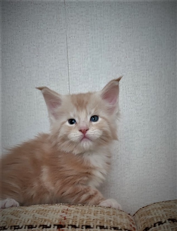 Fastiv  Monterini - Kitten maine-coon 4 weeks