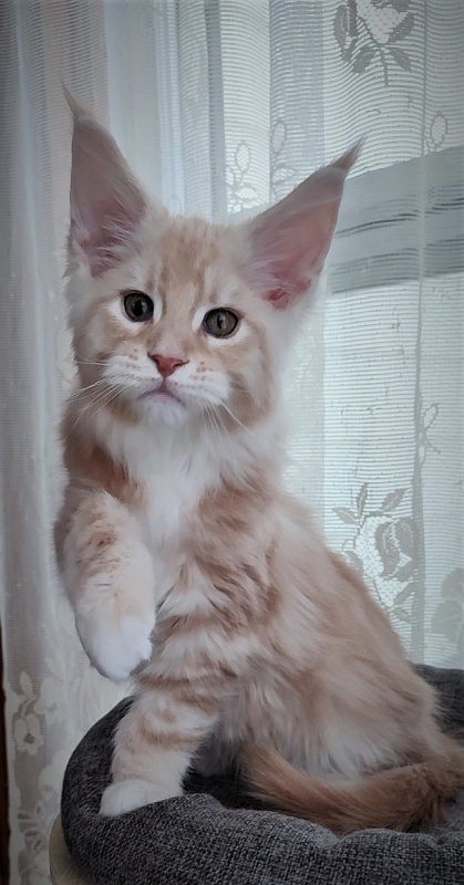 Fastiv  Monterini - Kitten maine-coon 2 months 1.5 week